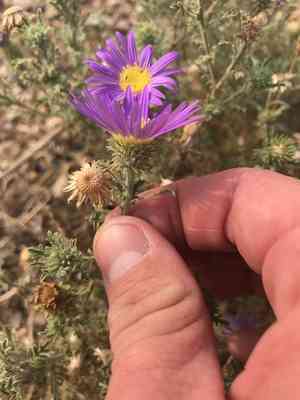 Tansyleaf Tansyaster(Machaeranthera tanacetifolia)