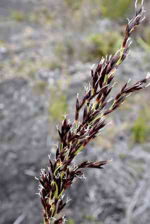 Polynesian twigrush(Machaerina angustifolia)
