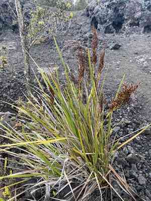 Polynesian twigrush(Machaerina angustifolia)