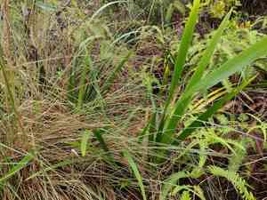 Polynesian twigrush(Machaerina angustifolia)