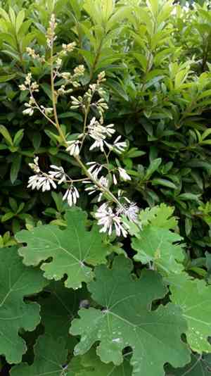 Five-seeded plume-poppy(Macleaya cordata)