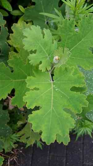 Five-seeded plume-poppy(Macleaya cordata)