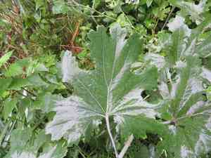 Five-seeded plume-poppy(Macleaya cordata)