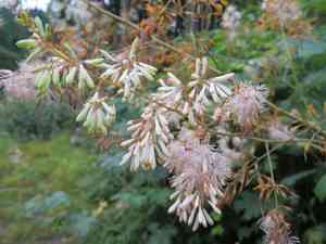 Five-seeded plume-poppy(Macleaya cordata)