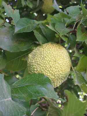 Osage orange(Maclura pomifera)