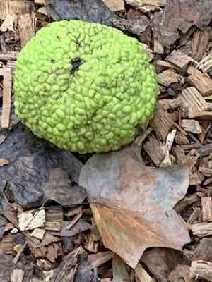 Osage orange(Maclura pomifera)