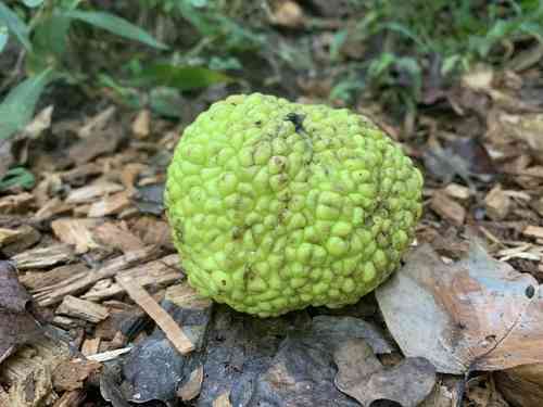 Osage orange(Maclura pomifera)