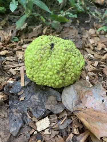 Osage orange(Maclura pomifera)
