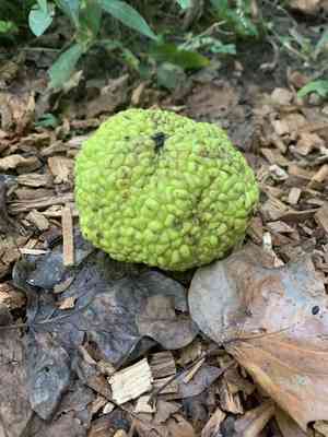 Osage orange(Maclura pomifera)