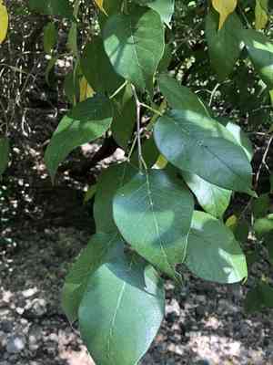 Osage orange(Maclura pomifera)