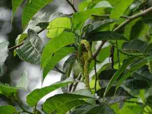 Fustic tree(Maclura tinctoria)