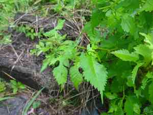 Fustic tree(Maclura tinctoria)