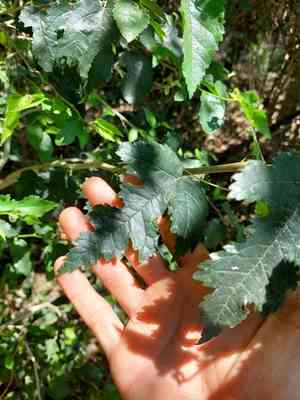 Fustic tree(Maclura tinctoria)