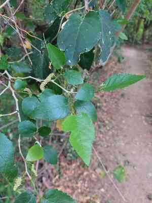Fustic tree(Maclura tinctoria)