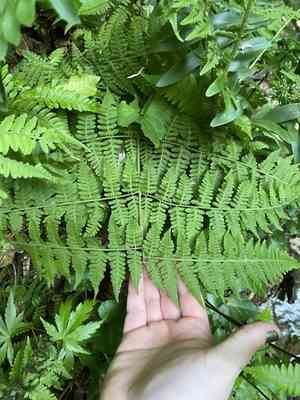 Mariana maiden fern(Macrothelypteris torresiana)