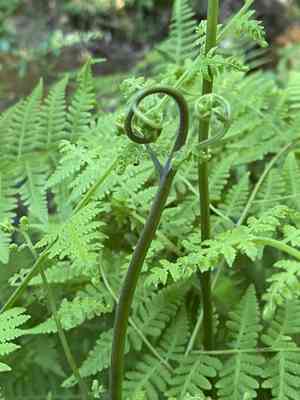 Mariana maiden fern(Macrothelypteris torresiana)