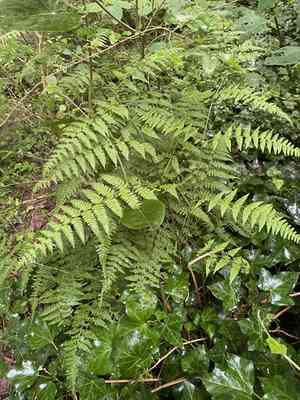Mariana maiden fern(Macrothelypteris torresiana)
