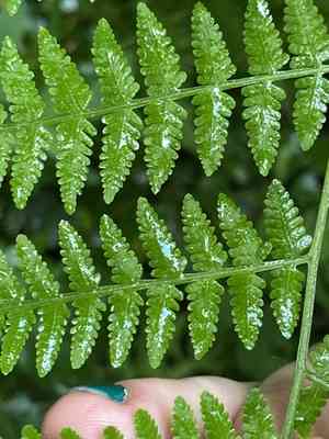 Mariana maiden fern(Macrothelypteris torresiana)