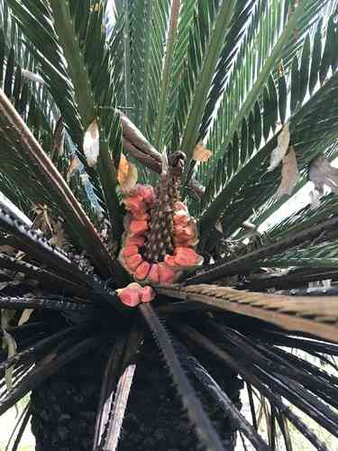 Moore's cycad(Macrozamia moorei)