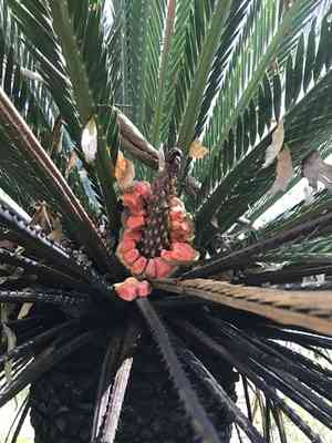 Moore's cycad(Macrozamia moorei)