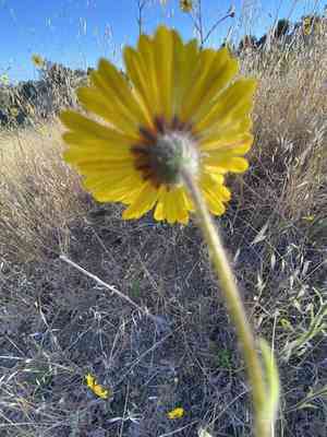 Spring madia(Madia elegans)