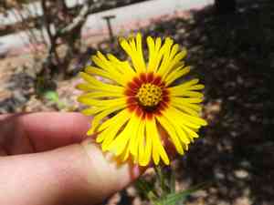 Spring madia(Madia elegans)