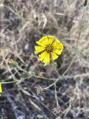 Spring madia(Madia elegans)