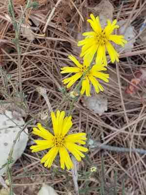 Spring madia(Madia elegans)