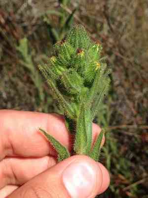 Chilean tarweed(Madia sativa)
