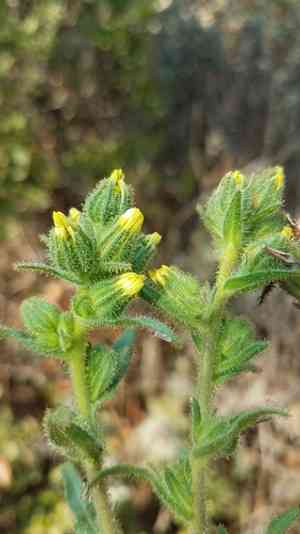 Chilean tarweed(Madia sativa)