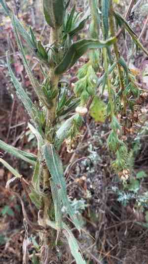 Chilean tarweed(Madia sativa)