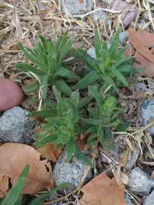 Chilean tarweed(Madia sativa)