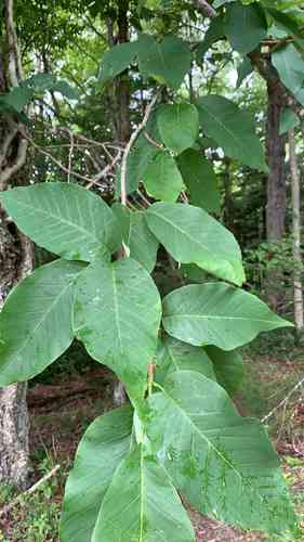 Cucumber tree(Magnolia acuminata)