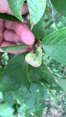 Cucumber tree(Magnolia acuminata)