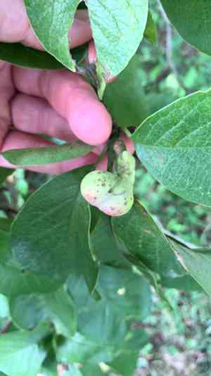 Cucumber tree(Magnolia acuminata)
