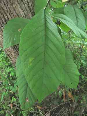 Cucumber tree(Magnolia acuminata)