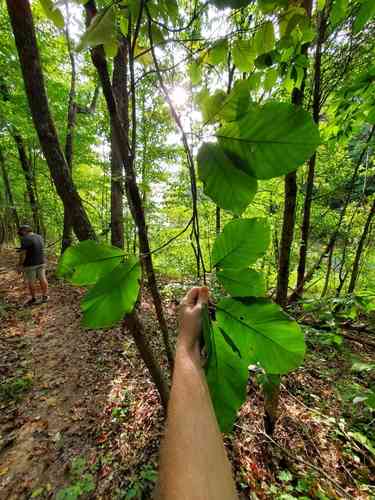 Cucumber tree(Magnolia acuminata)
