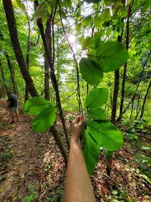Cucumber tree(Magnolia acuminata)
