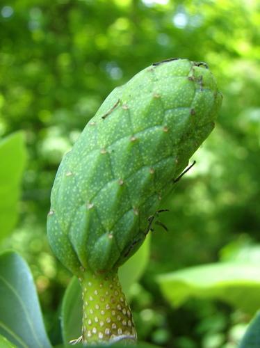 Cucumber tree