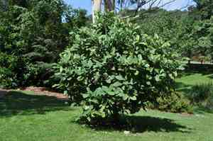 Chinese evergreen magnolia(Magnolia delavayi)