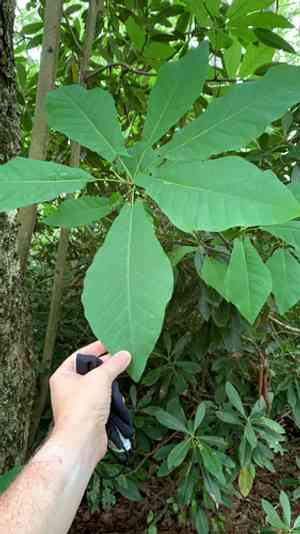 Fraser magnolia(Magnolia fraseri)