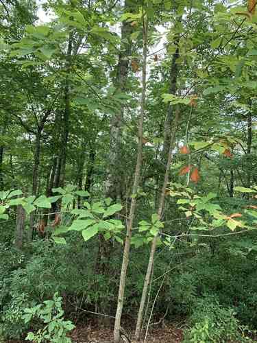 Fraser magnolia(Magnolia fraseri)