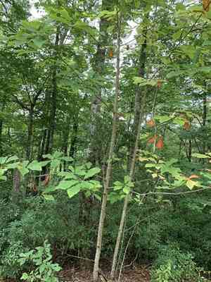 Fraser magnolia(Magnolia fraseri)