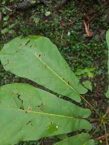 Fraser magnolia(Magnolia fraseri)