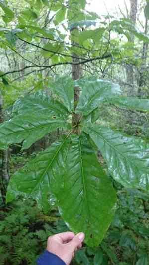 Fraser magnolia(Magnolia fraseri)