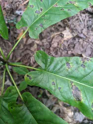 Fraser magnolia(Magnolia fraseri)