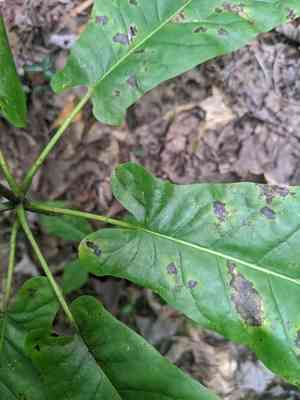 Fraser magnolia(Magnolia fraseri)