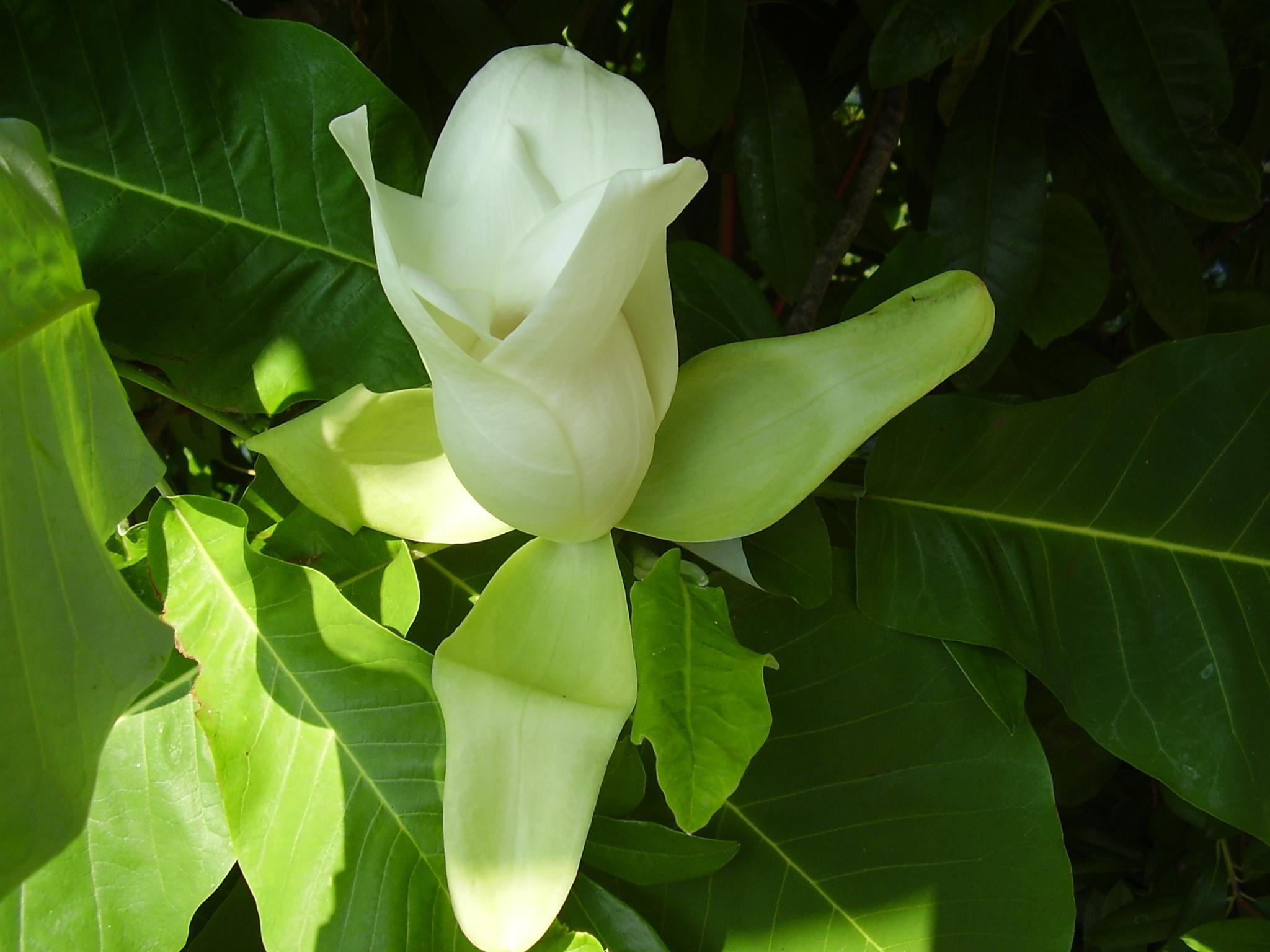 Bigleaf magnolia