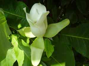Bigleaf magnolia(Magnolia macrophylla)