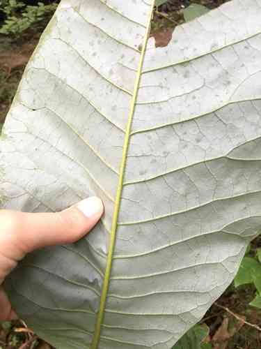 Bigleaf magnolia(Magnolia macrophylla)